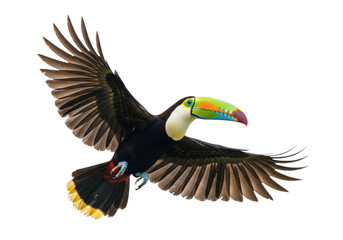 Obraz premium keel-billed toucan mid-flight, wings spread, displaying vibrant multi-colored beak and black plumage against a transparent background with copy space. concept of exotic ornithology