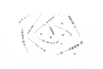 Obraz premium Branches of beautiful lavender flowers on white background
