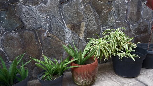 Beautiful various of outdoor house plant