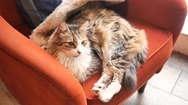 A beautiful fluffy cat relaxing in a cozy orange armchair, showcasing its tabby and calico markings with gentle head movements