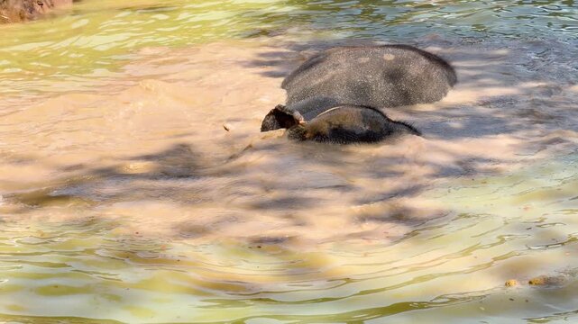 Asian Elephant Bathing and Playing in a Muddy River in Phuket