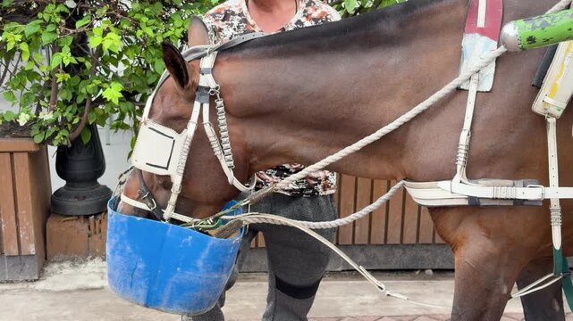 Traditional Carriage Horse Eating From Blue Feed Bucket in Manila