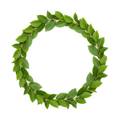 Fototapeta premium Green leafy wreath isolated on white background natural decoration.