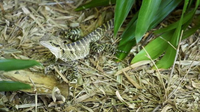 Australian Water Dragon Lizard Resting on Mulch in Beerwah Queensland