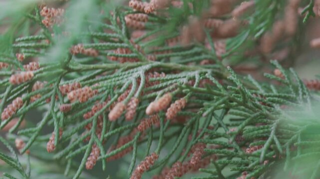 Macro of Cypress Branch with Pollen Cones
