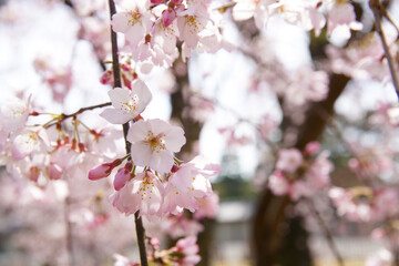 Naklejka premium 近衛邸跡のしだれ桜