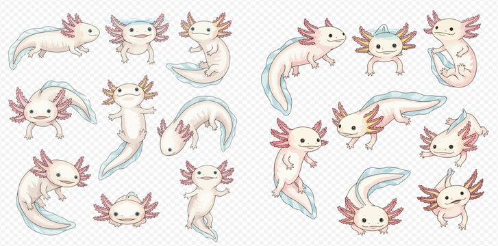 Cute cartoon axolotl characters in various poses and expressions, adorable amphibian salamanders with frilly gills, isolated on a transparent background.
