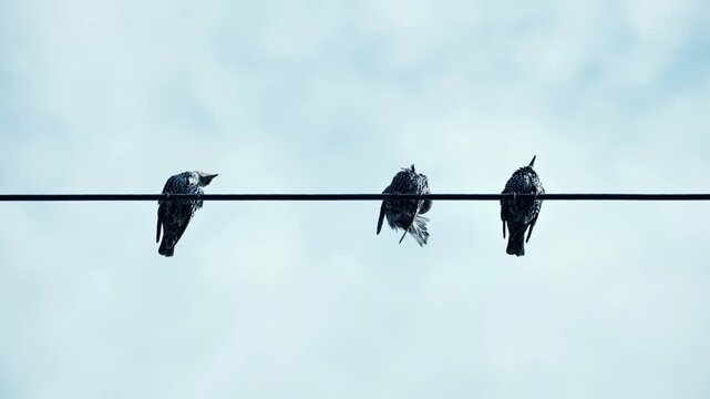 Three starlings perched on a black wire against a minimalist blue cloudy sky