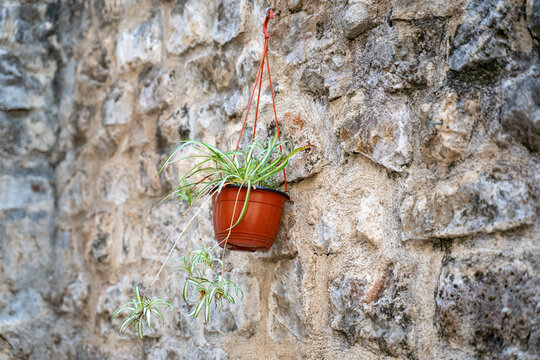 Spider plant in a hanging brown plastic pot suspended by red cords on a rough stone wall, long arching leaves and dangling plantlets creating a simple outdoor garden detail in natural light