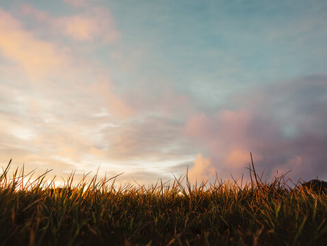Low angle view of grass against a vibrant sky at dawn