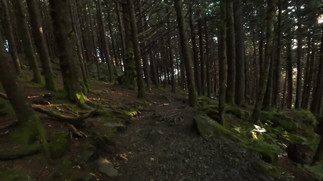 Shadowed Forest Pathway Under Mosscovered Trees. Mysterious Twilight Stroll Through Tall Trees And Lush Bushes. Peaceful Woodland Journey Beneath High Pines And Thick Foliage At Dusk