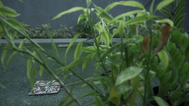 Footage of raining at green backyard