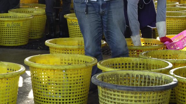 Fresh fish preparation process in a traditional fishery, focus on manual labor and raw ingredients.