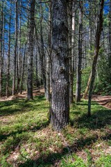 Obraz premium Panthertown Valley, Sapphire, NC