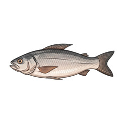 Fototapeta premium Freshwater fish illustration, isolated on white background