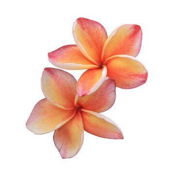 Plumeria or Frangipani or Temple tree flower. Close up yellow-orange frangipani flowers isolated on transparent background