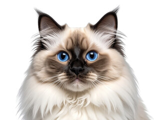Fototapeta premium Cute fluffy portrait kitty Cat Ragdoll looking at camera isolated on clear png background, funny moment, pet concept, with Generative Ai.