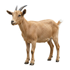 Fototapeta premium Brown Goat Standing Isolated on White Background, Farm Animal Portrait