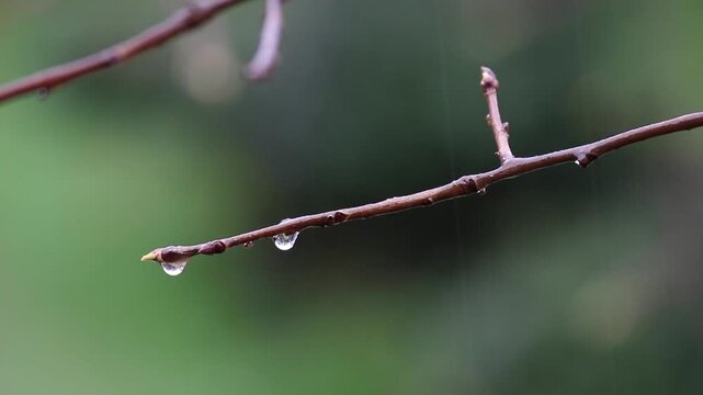 雨雫と木枝