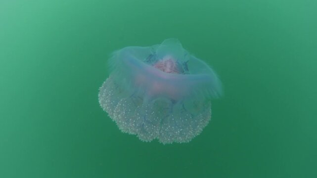 A Blue crown jellyfish, Cephea cephea, swims just under the surface of the Pacific Ocean in Fiji's tropical waters. While these cnidarians have stinging tentacles, they are harmless to humans.