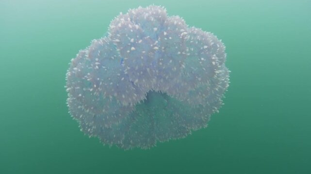 A Blue crown jellyfish, Cephea cephea, swims just under the surface of the Pacific Ocean in Fiji's tropical waters. While these cnidarians have stinging tentacles, they are harmless to humans.