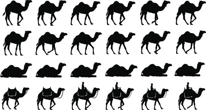 Vector set of black dromedary camel silhouettes showing walking steps, lying down poses, and riding with man, isolated on white background.