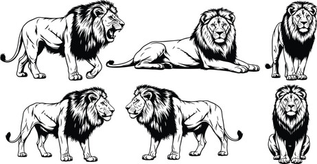 Vector set of hand drawn vintage engraving style male lion illustrations featuring walking roaring and sitting poses for heraldry design © Mdjoshel 