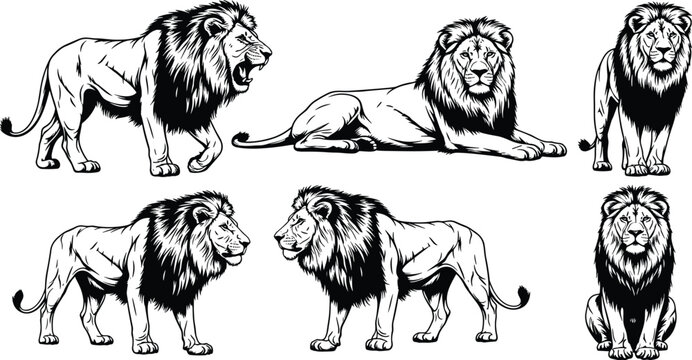 Vector set of hand drawn vintage engraving style male lion illustrations featuring walking roaring and sitting poses for heraldry design