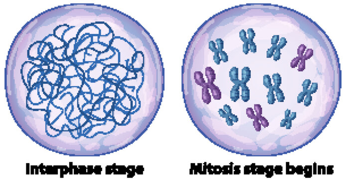 Diagram of Cell Division Comparing Interphase and Early Mitosis Stages