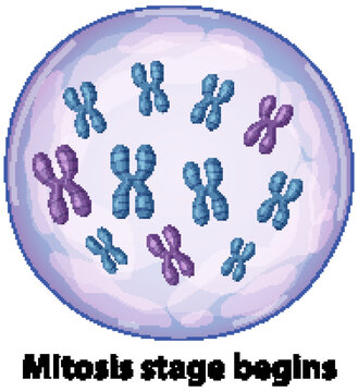 Scientific Illustration of Chromosomes Inside a Cell During Mitosis Stage