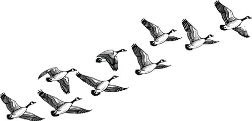 A striking black and white vector illustration of a flock of Canada geese migrating, showing various wing positions and flight patterns, isolated on a white background, symbolizing  © Zakia
