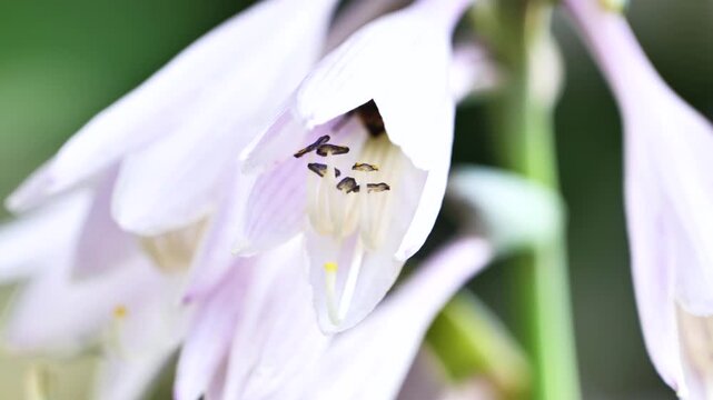 Bumblebee collecting nectar from lavender hosta flowers in a summer garden