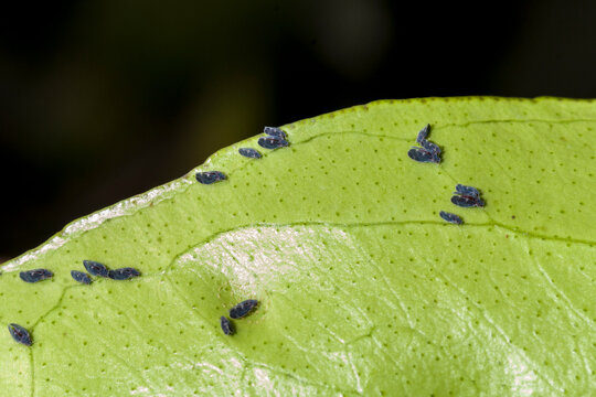 Asian Citrus Psyllid Colony on a Leaf. 