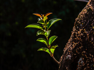 Sunlit new sprout with fresh green leaves growing from an old tree trunk in the forest, symbolizing hope, renewal, and the beginning of a new life cycle © AlfRibeiro