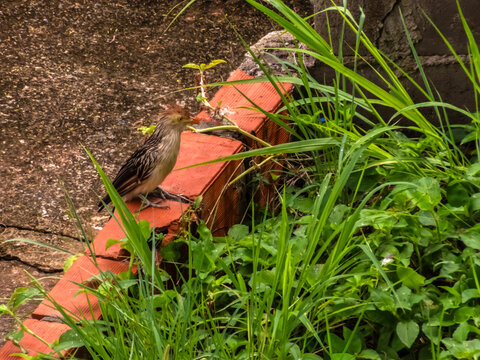 Guira Cuckoo (Guira guira) with a shaggy crest perched on bricks in an urban garden, showcasing Brazilian wildlife adapting to city environments.