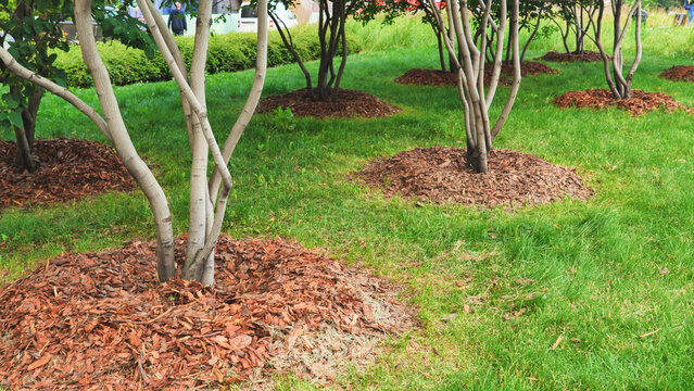 Mulch rings protecting young trees in a green park environment in Moscow