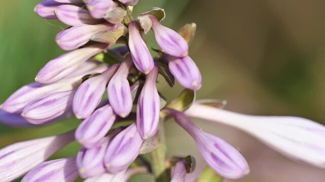 Hosta flower buds beginning to bloom, delicate lilac petals emerging in garden