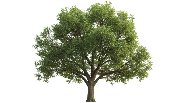Large green leafy tree, no background