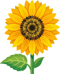 Fototapeta premium Vibrant yellow sunflower blooming with green leaf