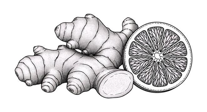 Hand drawn ginger root and orange slice