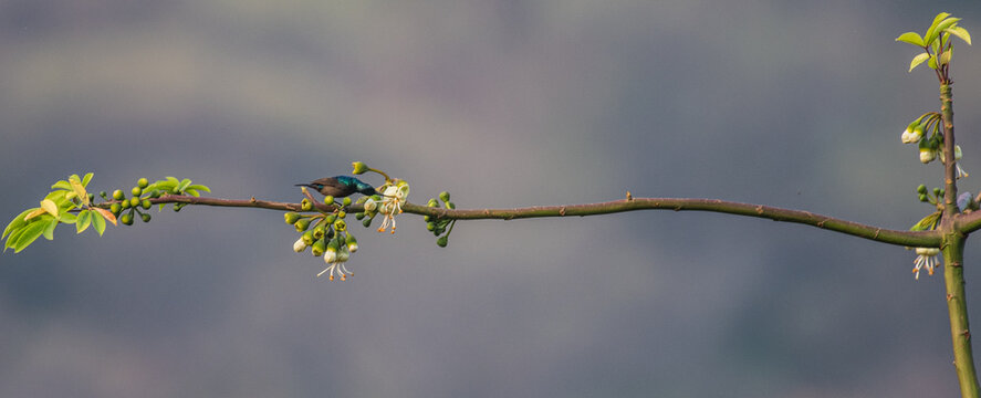 In perfect harmony with nature, the Loten&rsquo;s Sunbird feeds on fresh blooms, highlighting its elegant form and remarkable nectar-feeding adaptation