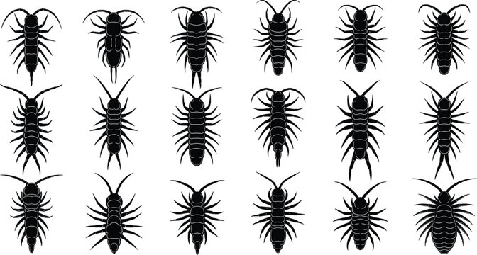 Centipede and Millipede Vector Icon Set with Detailed Arthropod Silhouettes for Biology, Pest Control, Nature, Wildlife Illustration, and Creepy Crawling Insect Designs