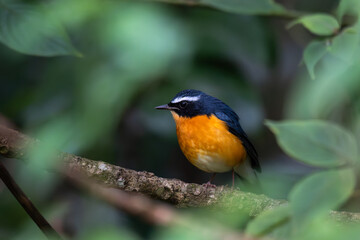 Naklejka premium A detailed profile shot of Indian Blue robin resting on a textured tree limb. Captured in its natural forest habitat with a soft, dappled sunlight background.