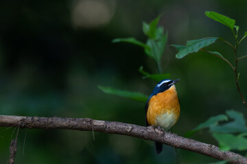 Naklejka premium A detailed profile shot of Indian Blue robin resting on a textured tree limb. Captured in its natural forest habitat with a soft, dappled sunlight background.