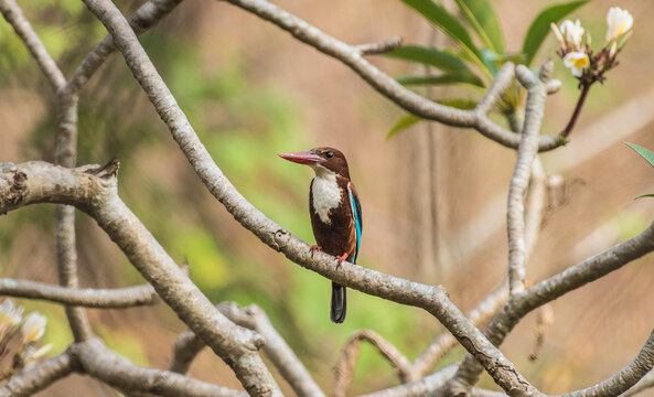 White-throated Kingfisher in serene natural habitat woodland setting showcasing vivid plumage