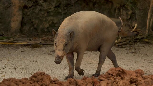 Babirusa Deer-Pig Walking Through Muddy Enclosure at Singapore Zoo