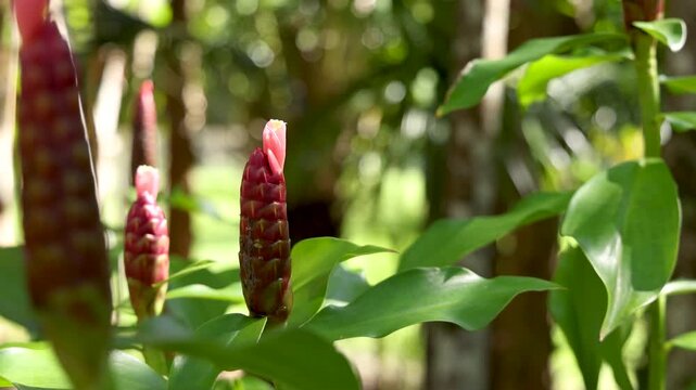 Red Shampoo Ginger Zingiber Zerumbet Tropical Flower in Australia Zoo