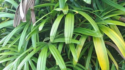 Obraz premium Long Slender Green Tropical Leaves