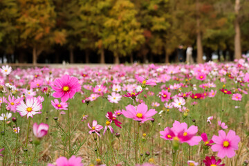 Fototapeta premium Vibrant pink cosmos flowers in a sunny autumn field
