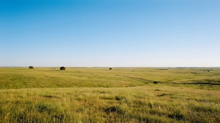 Fototapeta premium Expansive Golden Green Grassland Under Clear Blue Sky With Scattered Trees And Rolling Hills